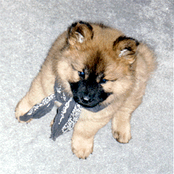 Kuma @ 3 Months